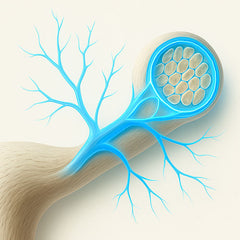 Camel Nerve