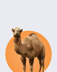 Camel Problems