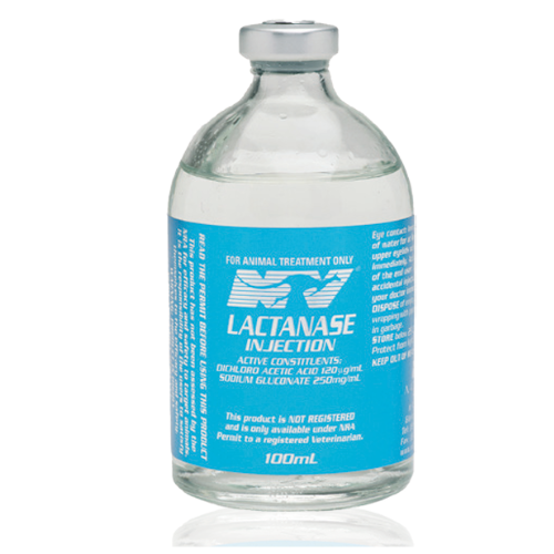 Lactanase Injection 100mL bottle for racehorses and camels, used to relieve muscle pain and enhance performance in competitive animals.