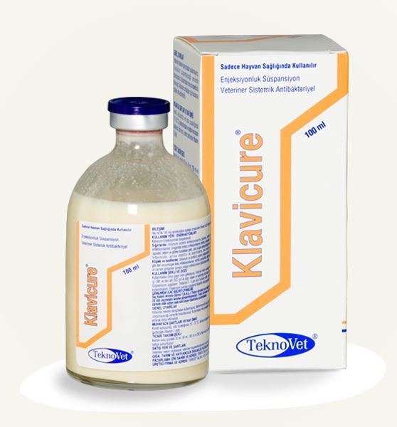 KLAVICURE 100ml veterinary antibiotic suspension for camels and horses, combining amoxicillin and clavulanic acid for bacterial infection treatment.